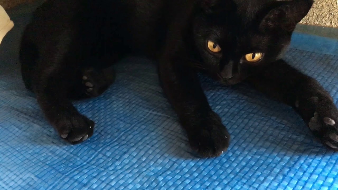子猫みたいなルーシー ☆ 4匹黒猫ボンベイ家族