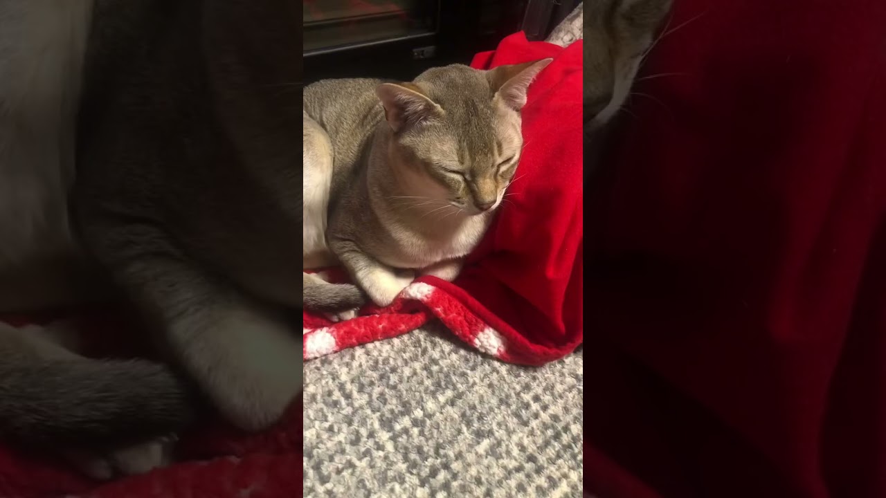 ラスト3秒で！ #shorts #猫  #シンガプーラ