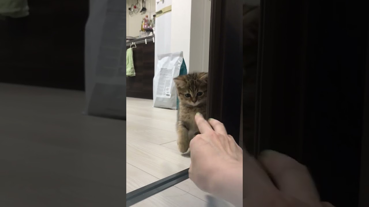 子猫に猫パンチを覚えさせてみた結果…　#shorts