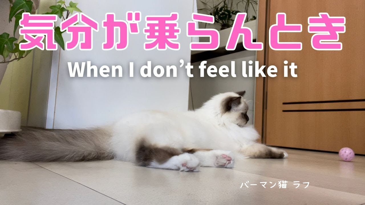 バーマン猫ラフ【気が乗らんとき】When I don’t feel like it（バーマン猫）Birman/Cat