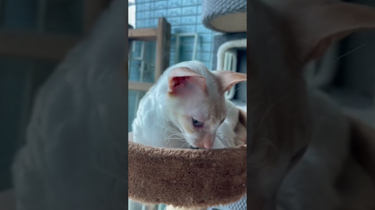 Cat Cat Cat