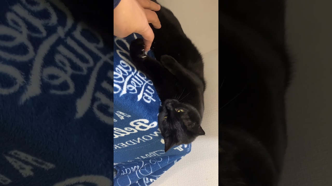 いろんなポーズの黒猫バロン🐈‍⬛black-cat【猫動画 cat】