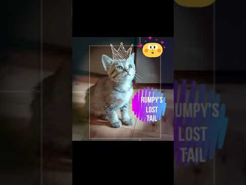 Rumpy | The tale of a tailless kitty 😼 🐾