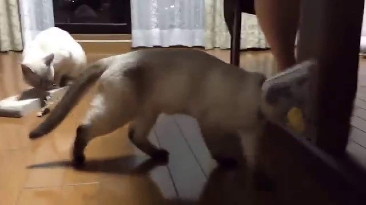 トンキニーズの歩き方がおかしい