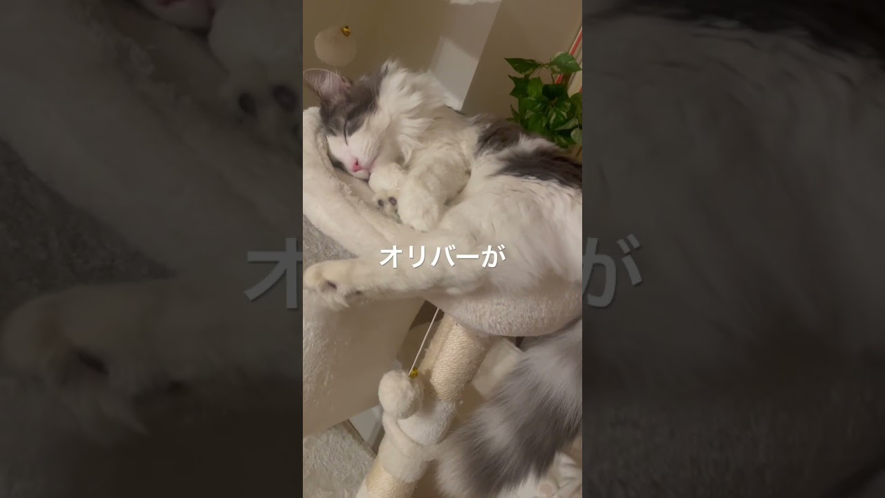 寝てるリキ #ノルウェージャンフォレストキャット