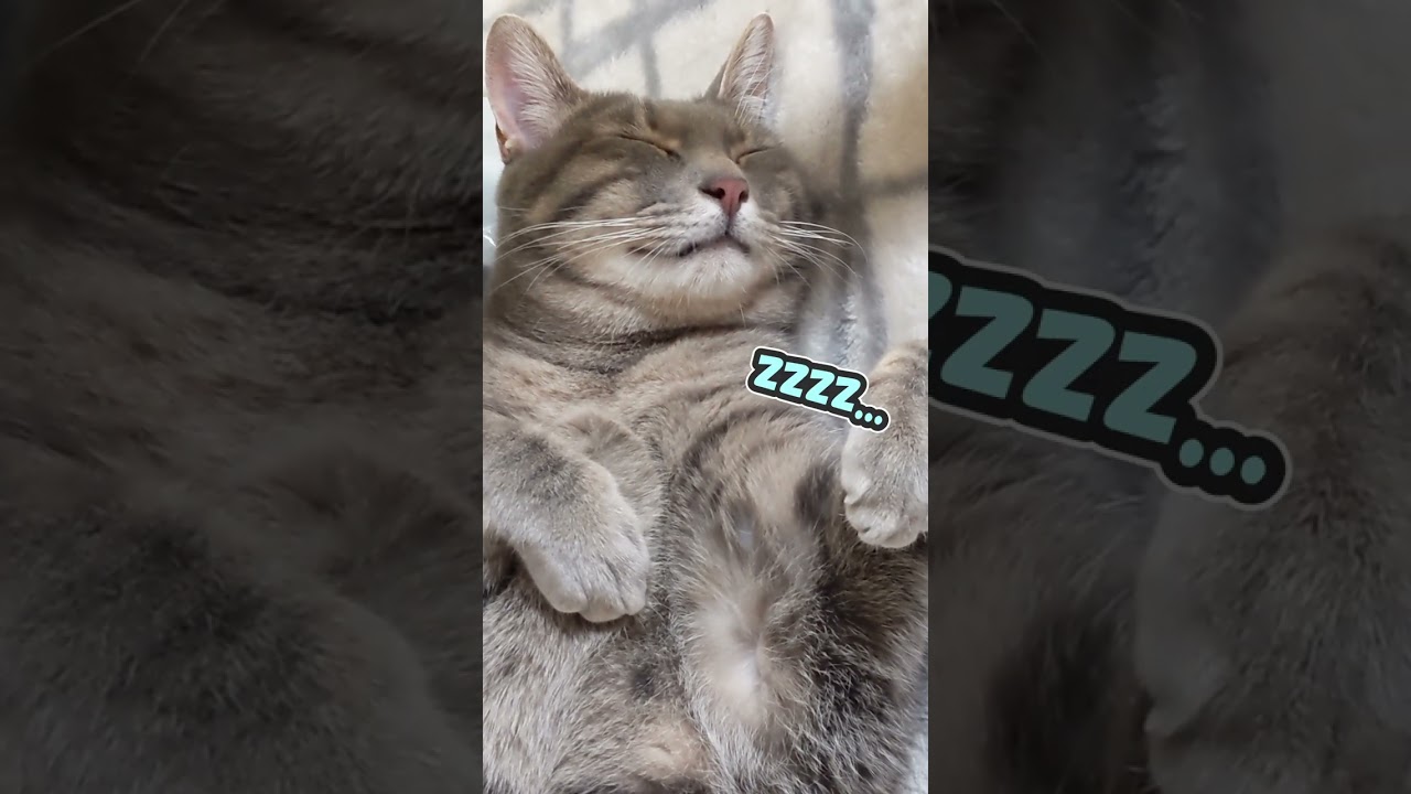 へそ天で寝る猫