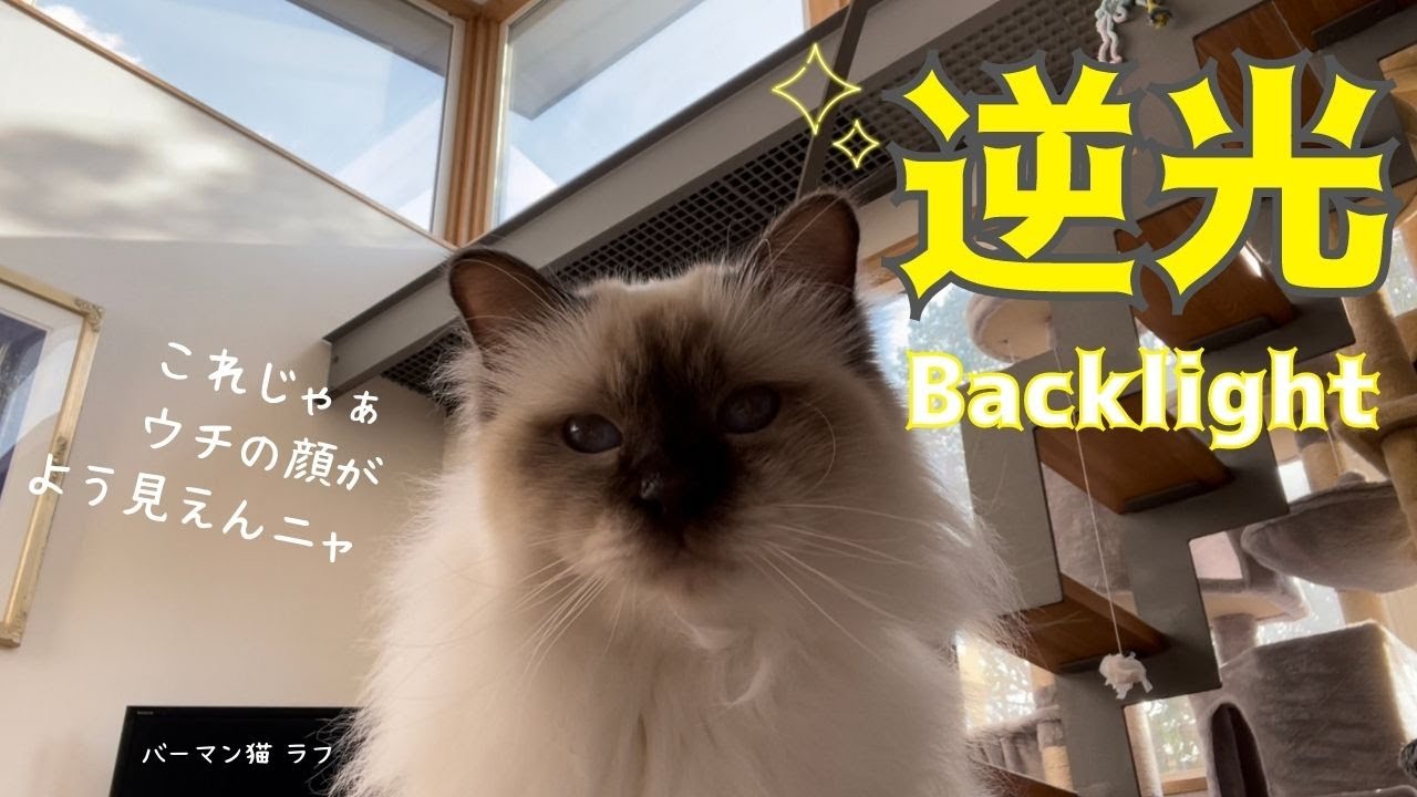 ウチの顔がよう見えんやんニャ【逆光】Back light（バーマン猫）Birman/Cat