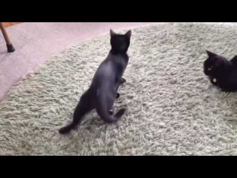 黒猫ボンベイ赤ちゃん。Black bombay cat（黒のボンベイ猫）