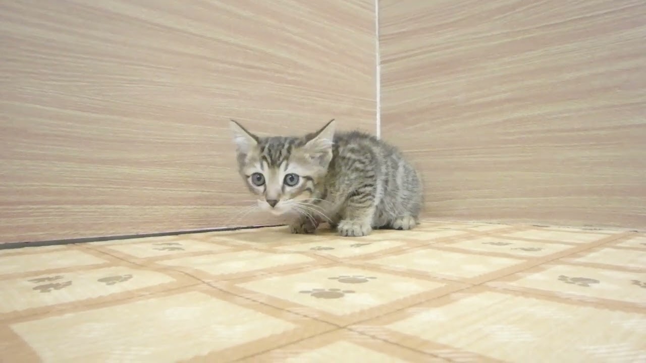 Coo&RIKU　No00620075 オシキャット