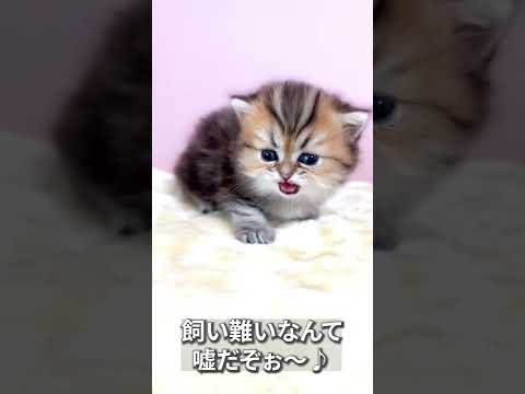 【子猫の成長記録】#shorts #ミヌエット #マンチカン #子猫