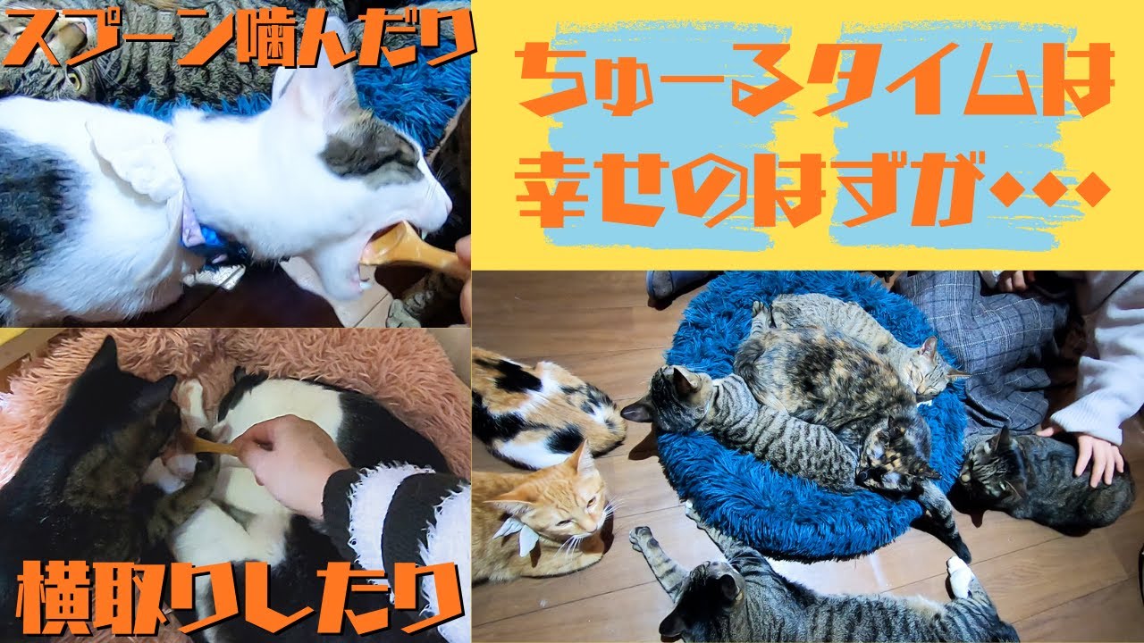 保護猫カフェでちゅーるタイム横取りする子にスプーンを噛む子猫（保護猫カフェウリエル）梅田　Snack time at a protected cat cafe