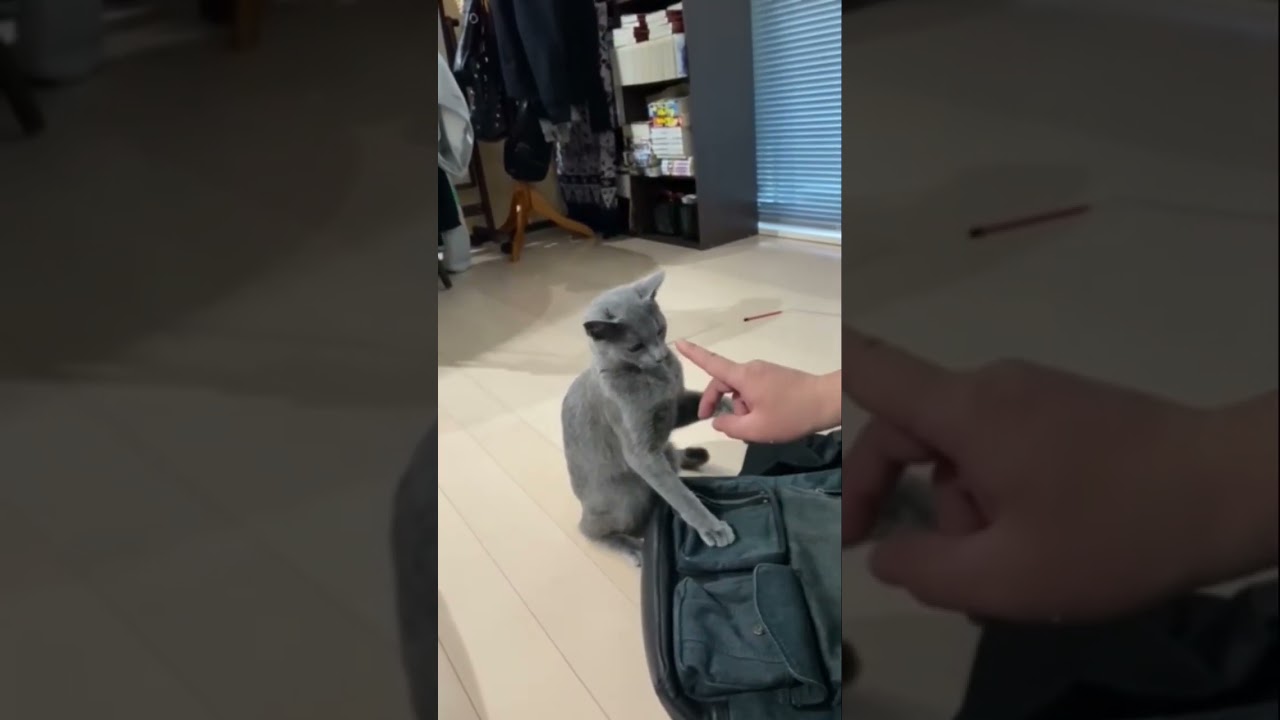 友人との遊び方が可愛い🫠      #Shorts #ロシアンブルー　#ねこ　#ねこ動画　#cat #猫　#Russianblue