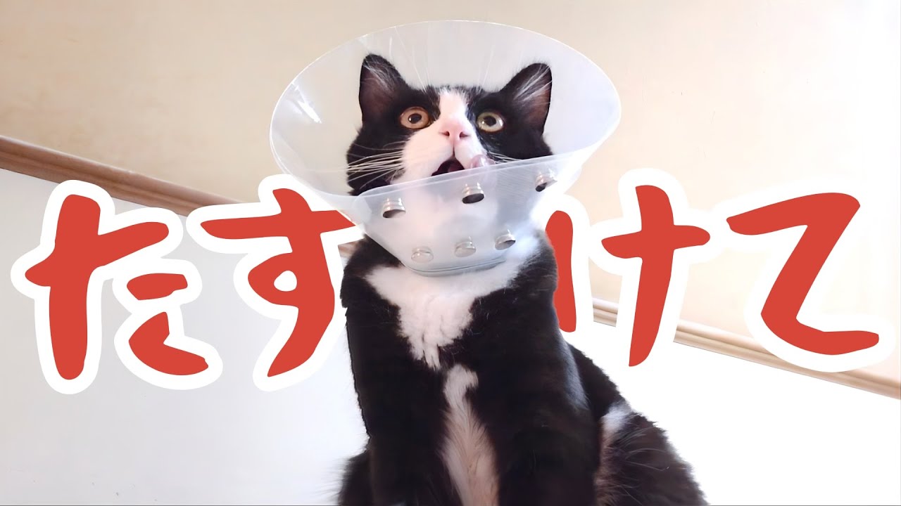 【去勢】エリザベスカラー生活の最中、子猫の元気がなくなり心配なことが…