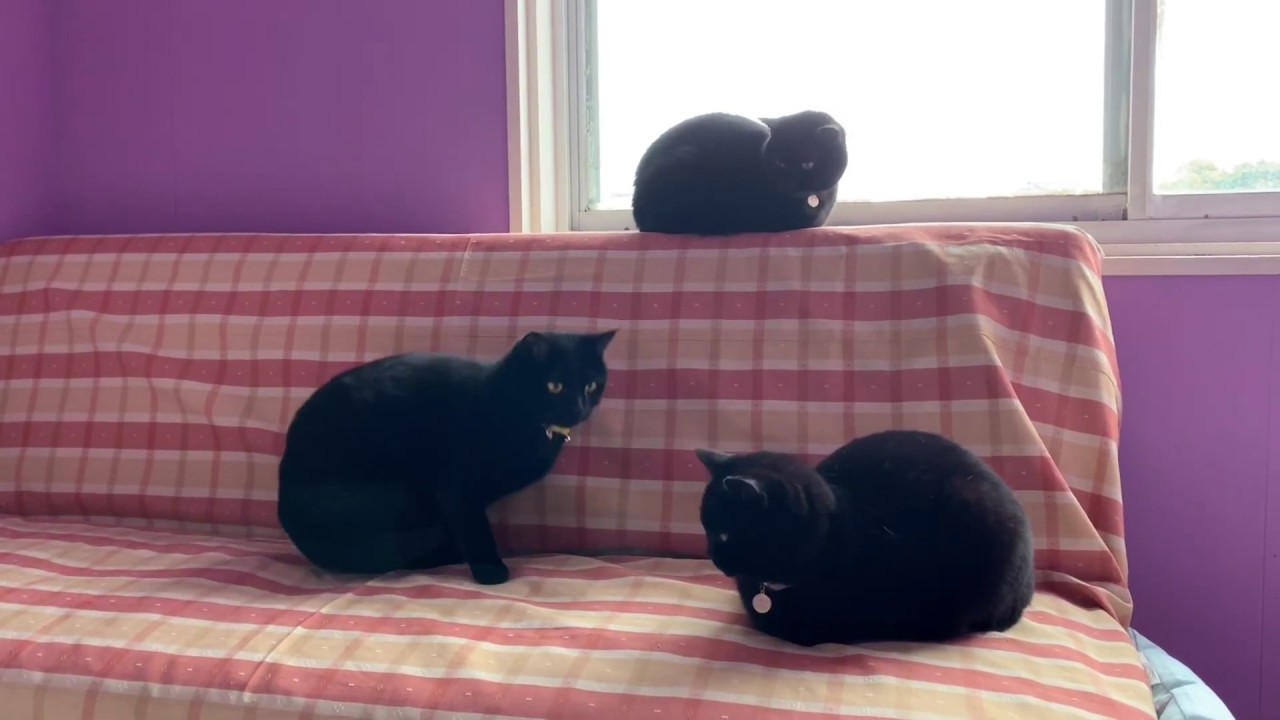 平和な猫達の日常風景☆黒猫ボンベイ