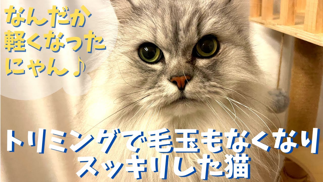 トリミングで毛玉もなくなりスッキリしました｜ラガマフィンのラガさん