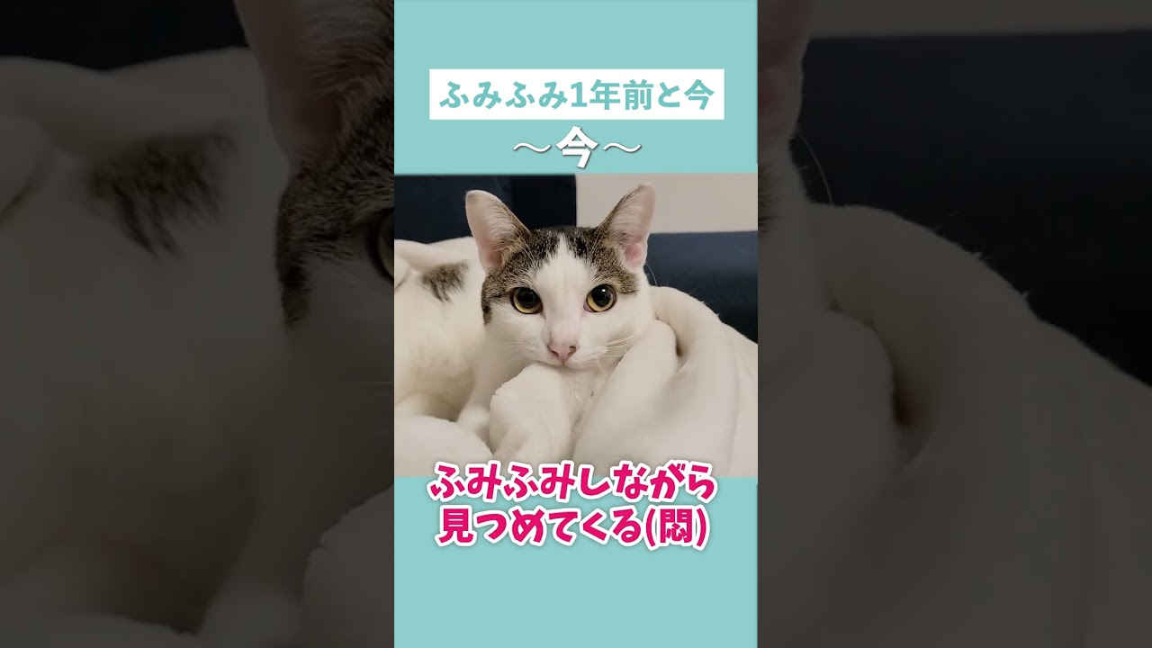 子猫のふみふみと1歳になった猫のふみふみを比べてみた