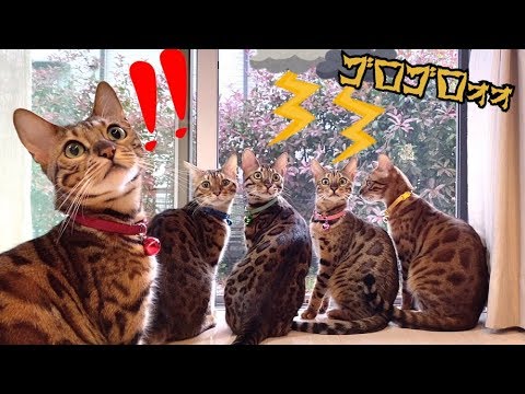 突然の落雷に6匹の猫がびっくり！（この映像少しTVで出ました）