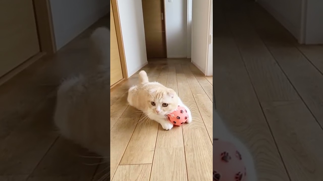 子猫にボールを投げたら可愛い現象がおこった…#shorts