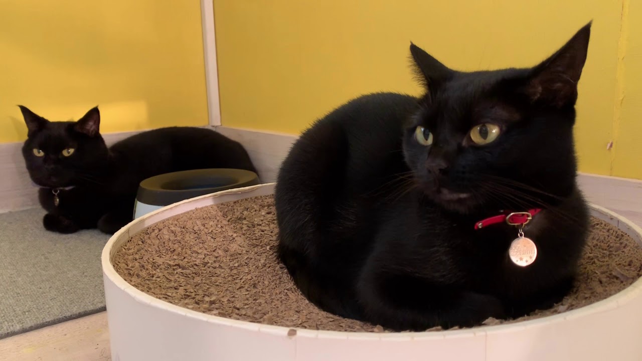 4匹の黒猫ボンベイファミリーのにぎやかな１日☆くっついて寝る姉妹猫が可愛い☆毎日がハッピー