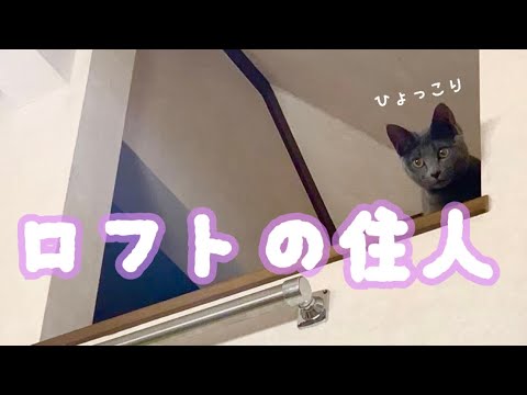 【猫】ロフトに潜む猫〜Cat lurking in the loft〜