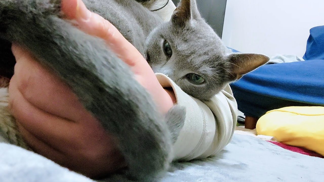 【猫動画】嫁に要求するロシアンブルー【russianbule】Russian blue requesting owner