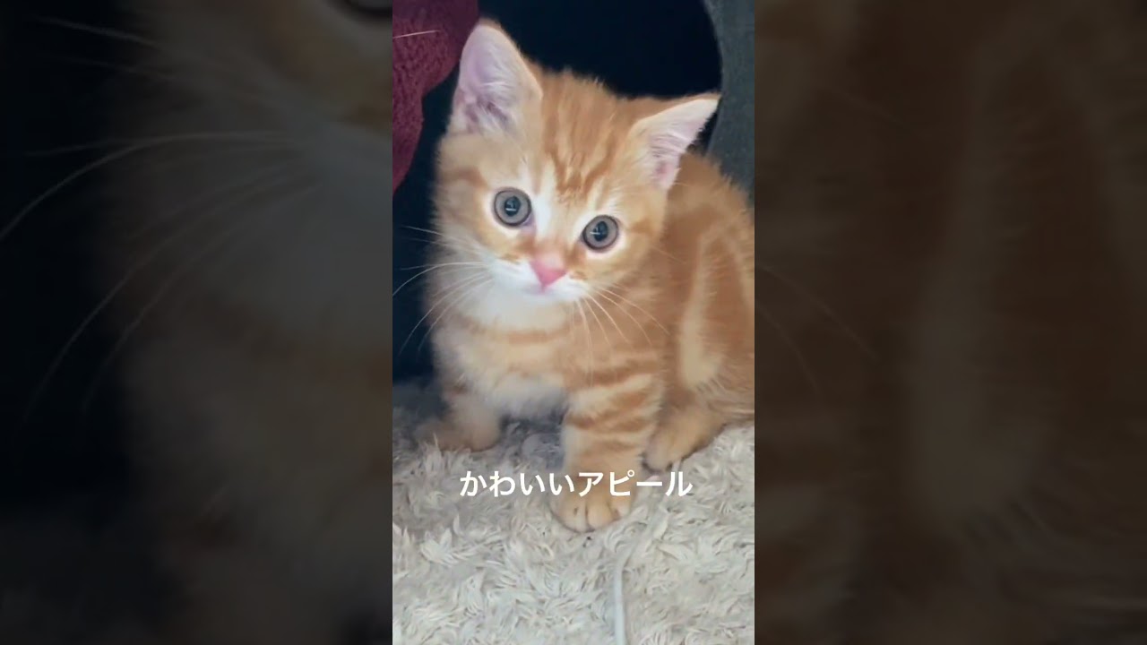 子猫はちょっと攻撃的です笑【短足マンチカンうなぎ】#shorts #cutecat