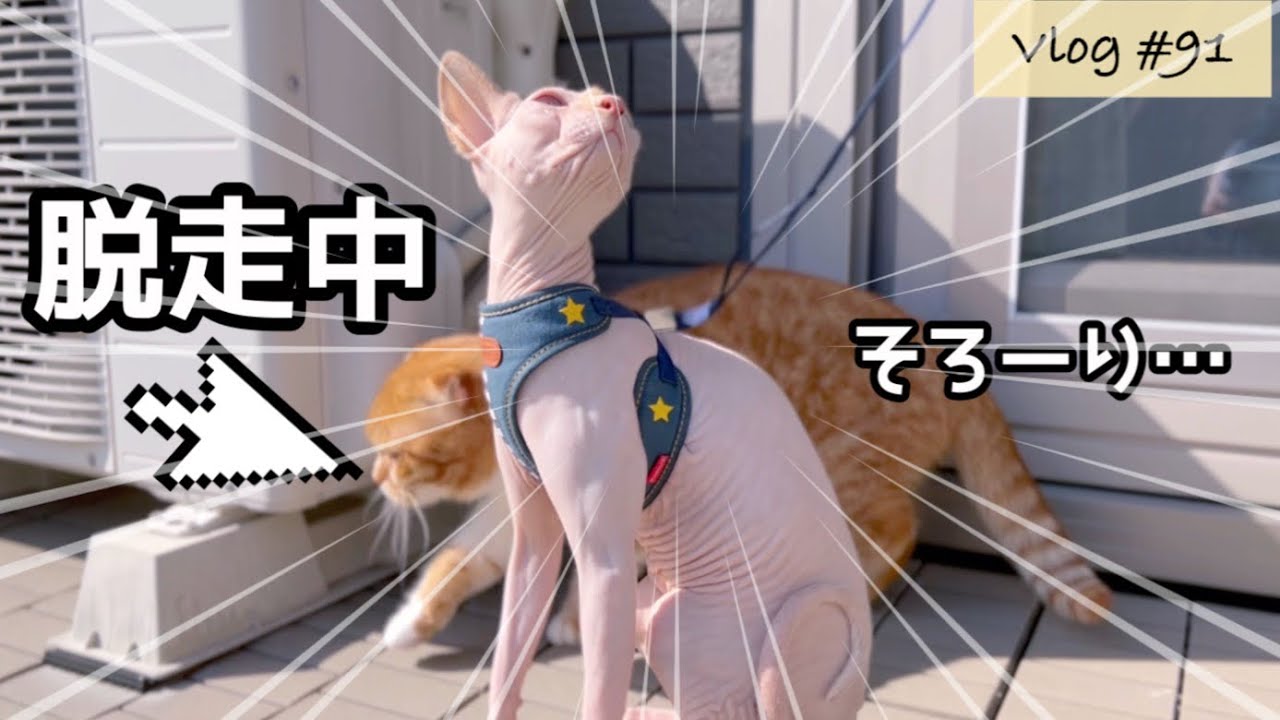 毛のないスフィンクス子猫たちの避難訓練！？…後ろでまさかの脱走劇