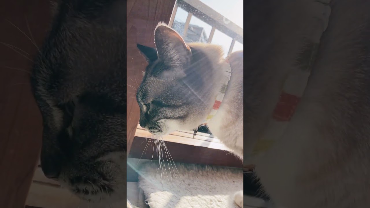 朝日を浴びに来るシャムトラジャンくん