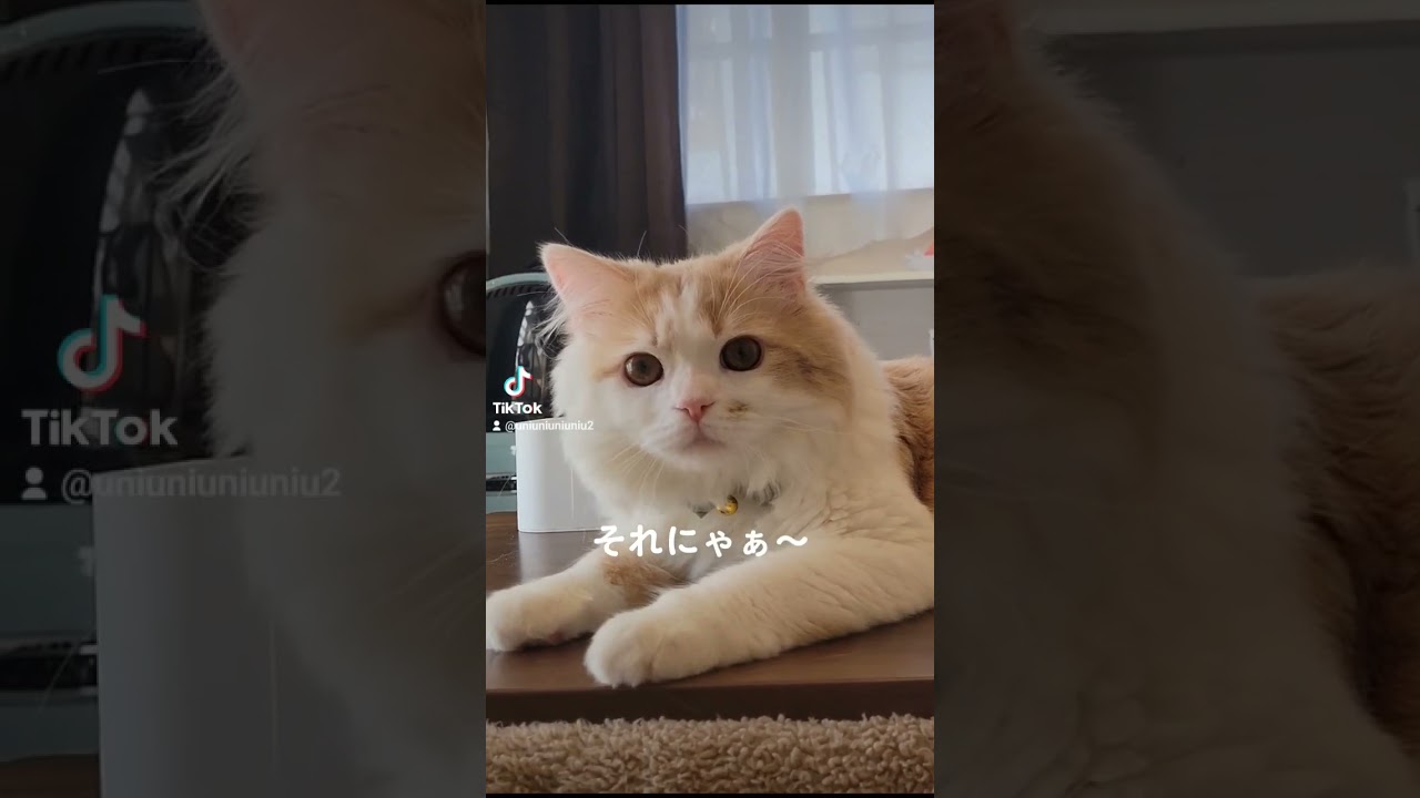 【子猫】ガチやべぇじゃん #ラガマフィン #猫動画 #cat #shorts #