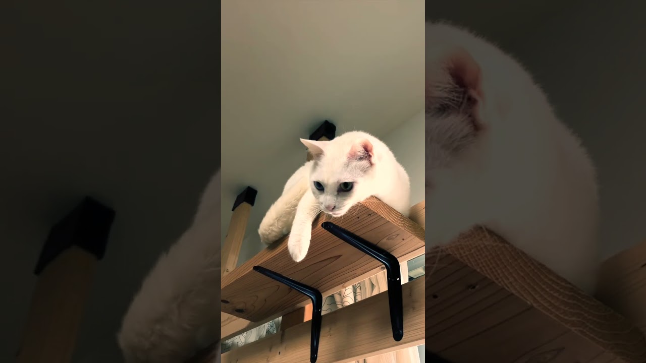 【cats】白猫&シンガプーラ #shorts