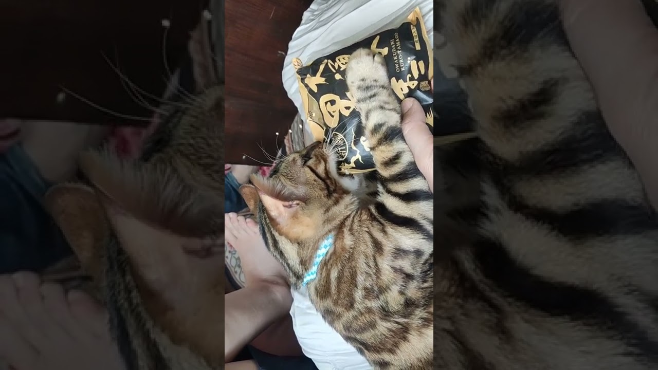 #shorts 楽しみにしていた黒たまごを…【ベンガル猫】