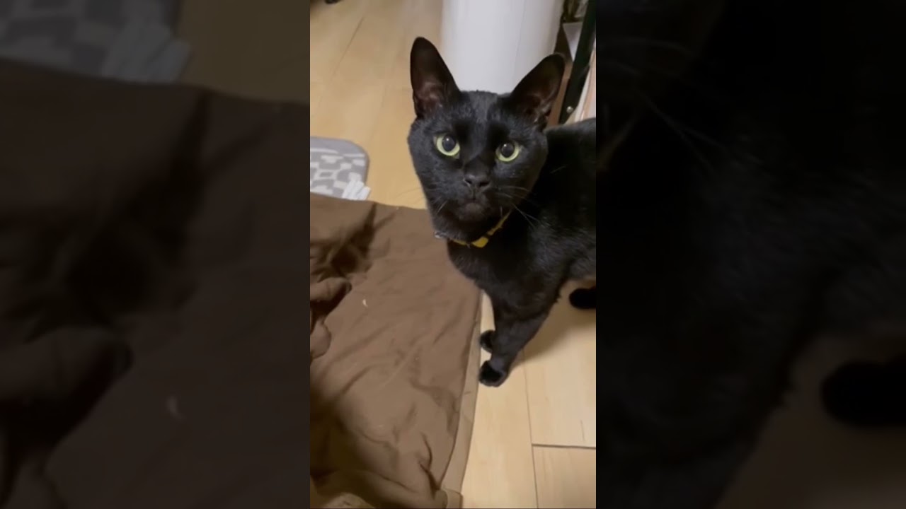 ひたすらおねだり黒猫くん　　　#shorts #cat #cats #猫