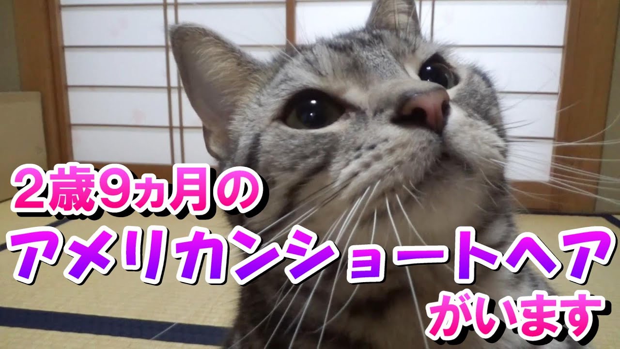 ２歳９ヵ月のアメリカンショートヘアを飼ってるよ！（アメショーのソラ）