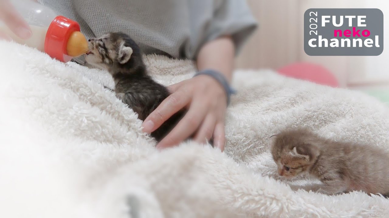 ミルクの順番まちの列ができました【保護子猫】