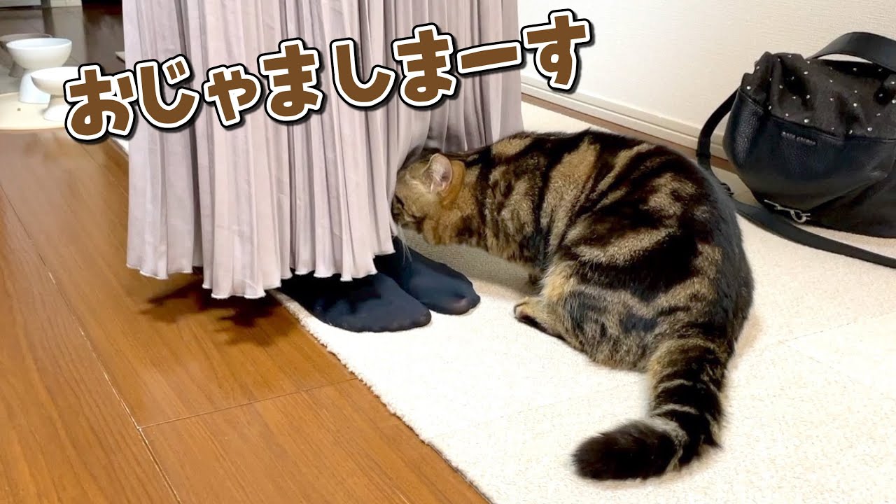大胆に姉のスカートの中を覗こうとする猫が怪しすぎた…！笑
