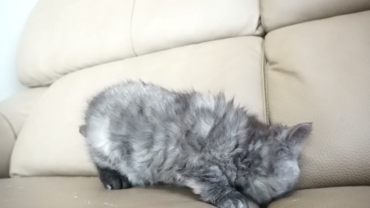 セルカークレックス子猫　2023.1.5産まれ 　シルバータビー　男の子　シーダキャット猫のお店　Selkirk Rex