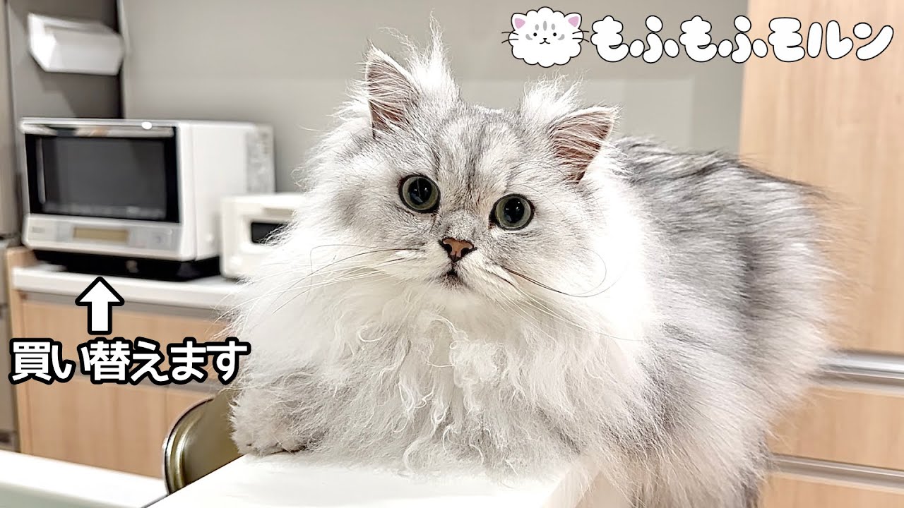 猫がお気に入りの電子レンジを買い替えてしまうと‥ 【サイベリアン】