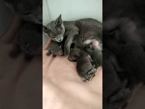 Camada de gatos Korat