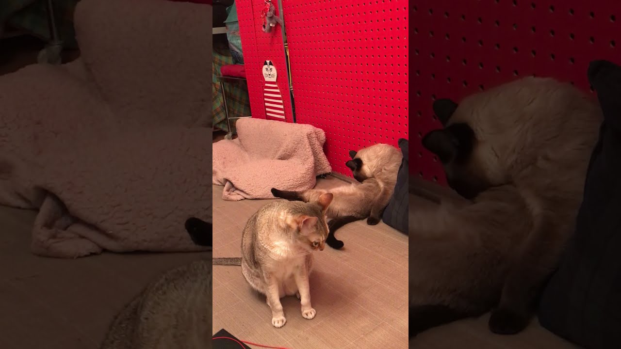 めずらしくカメラ目線なシンガプーラなのにゃ♪
