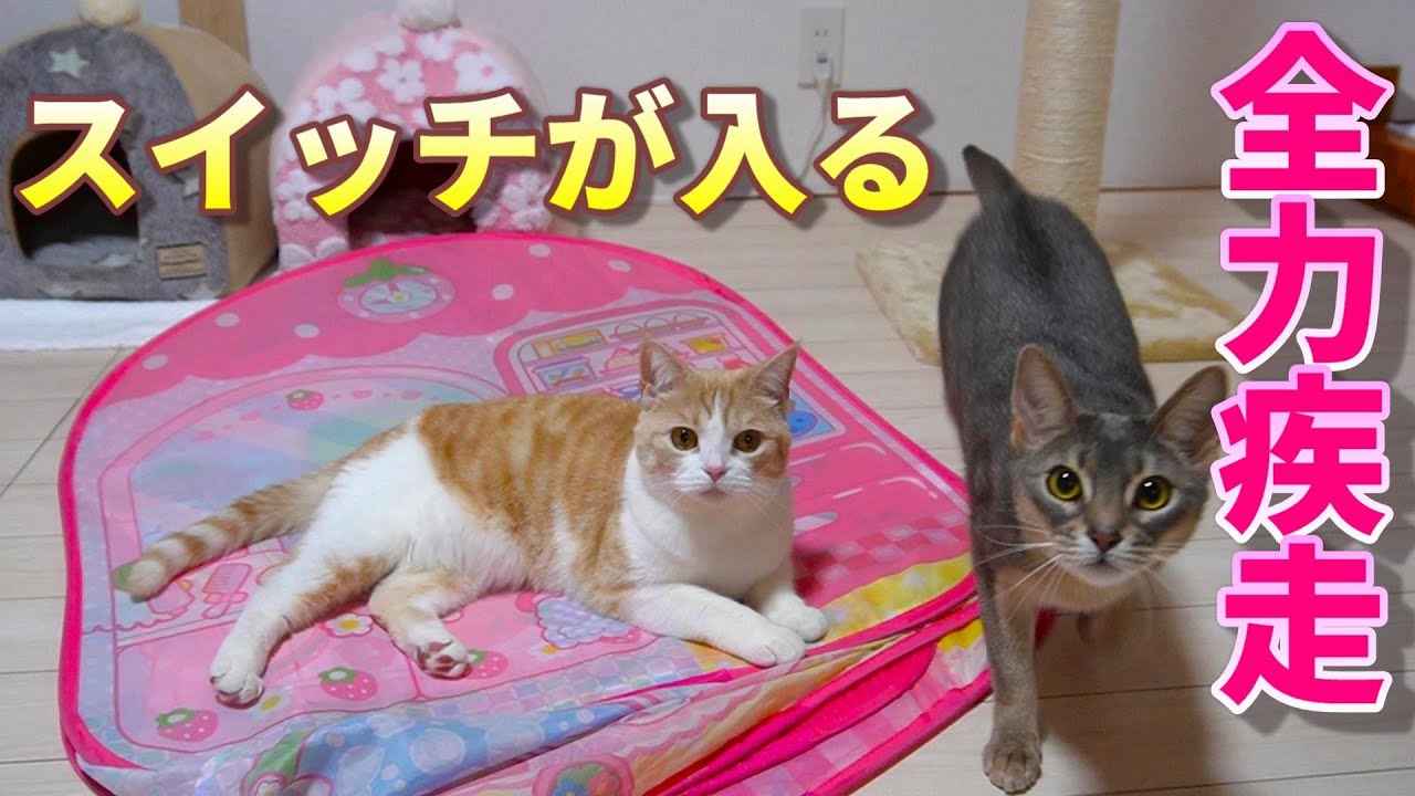 おてんば猫をハイにするオモチャとは!?【スコティッシュフォールド】【アビシニアン】