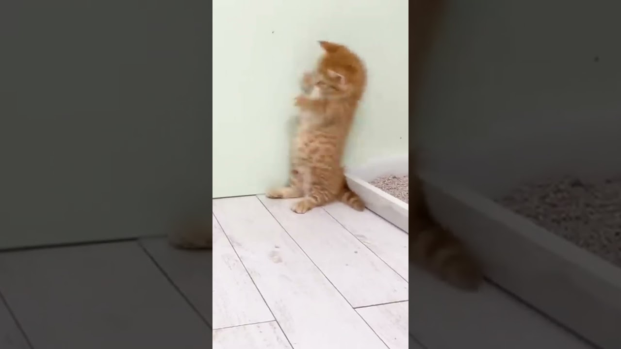 子猫がボールに興奮し過ぎた結果が... #shorts