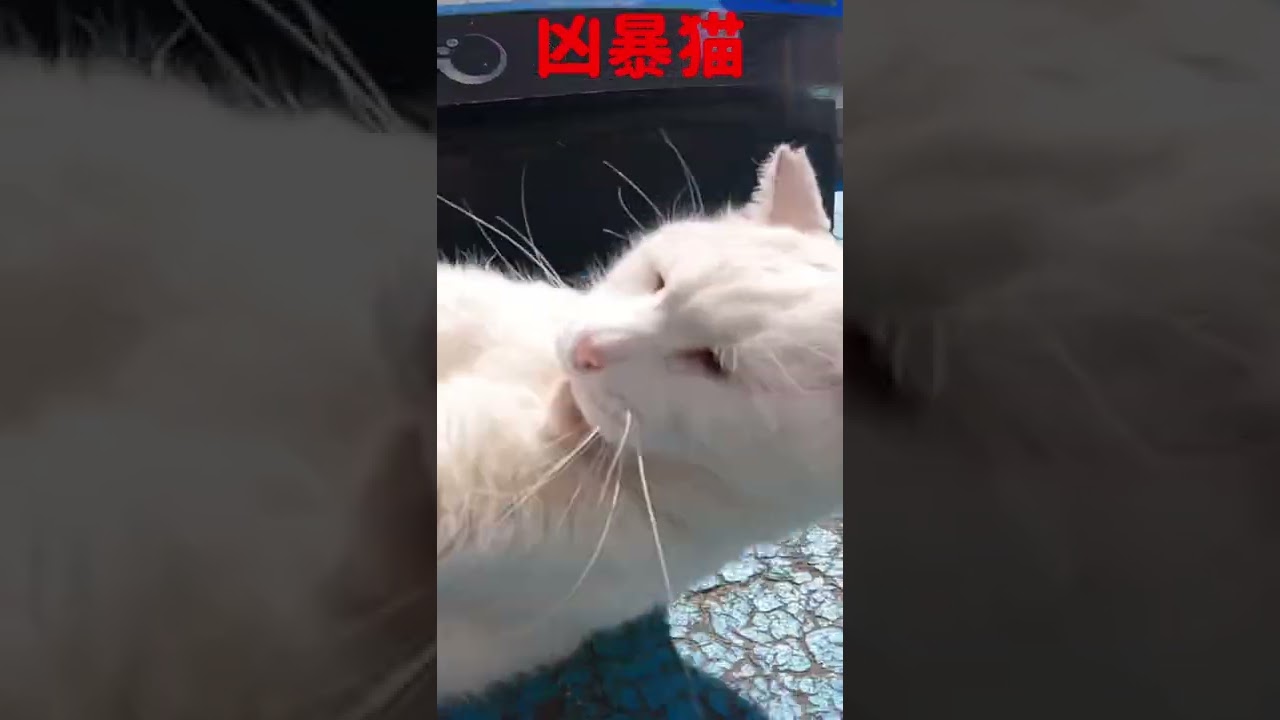 あの凶暴猫のカリン様 会って1分で強烈猫パンチ Ferocious cat #shorts