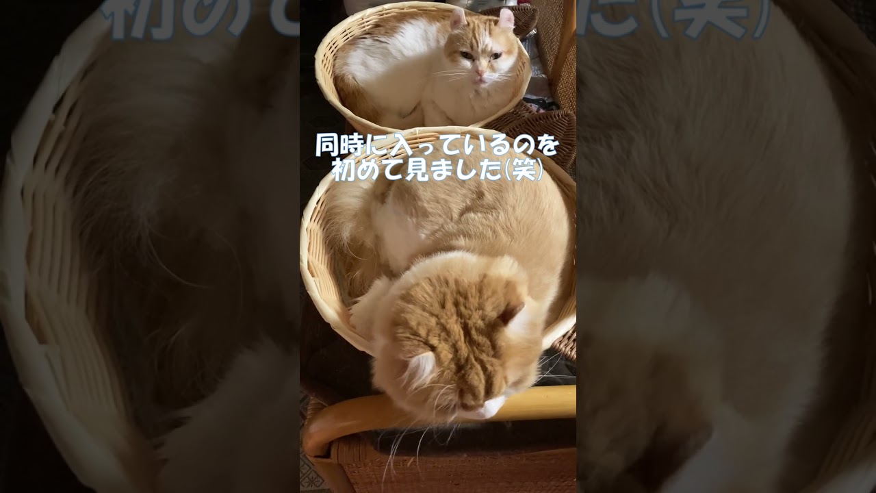 我家的には珍事件 #shorts  #猫 #アメリカンカール #cat