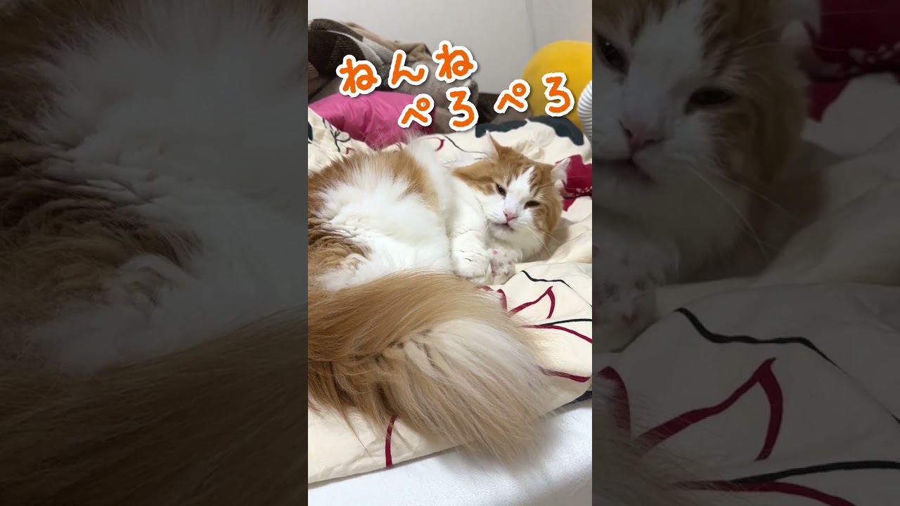 マンチカンふわふわの秘訣