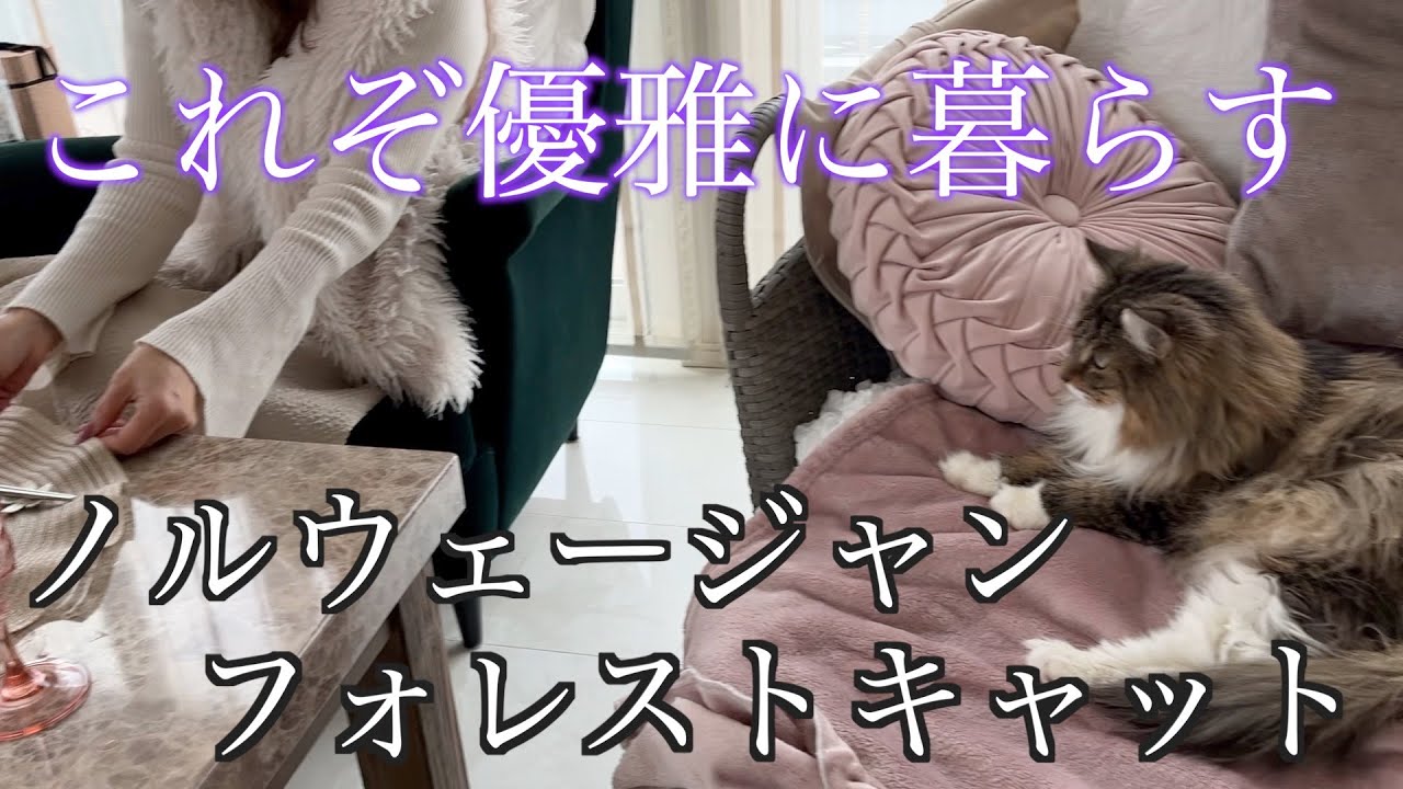 イメージにぴったりな優雅な暮らし。ノルウェージャンフォレストキャット