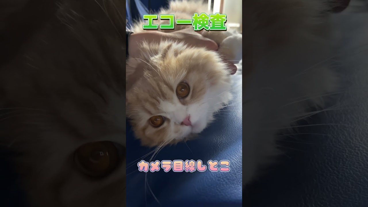 スコティッシュフォールドが夜間動物病院にやって来た！！