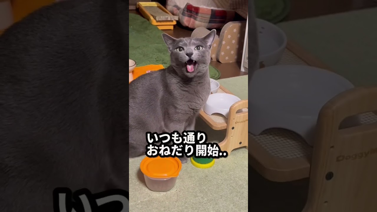 【ロシアンブルー】日曜日の朝、めろんはいつも通り過ごしてます😊【猫】#shorts