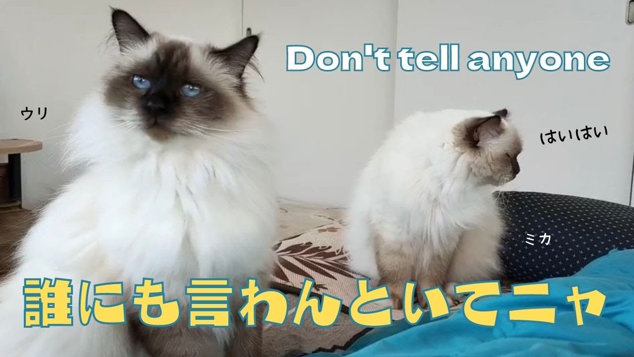バーマン猫ウリのふみふみ【誰にも言わんといてニャ】Don't tell anyone（バーマン猫）Birman/Cat