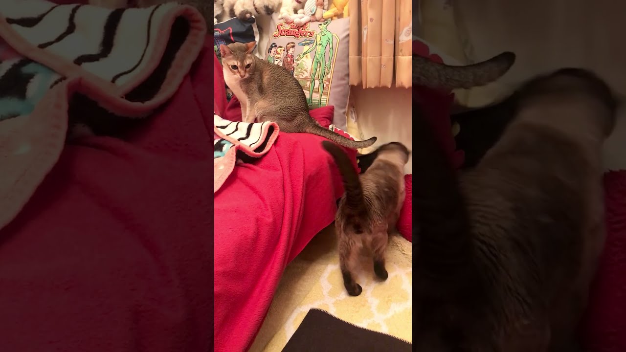 同居猫を探がしてウロウロのたぬき猫なのにゃ♪