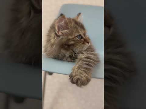 サイベリアン 1番人気のブラウンタビー毛量多く完璧です。 ブラウンタビー（トリプルコート）